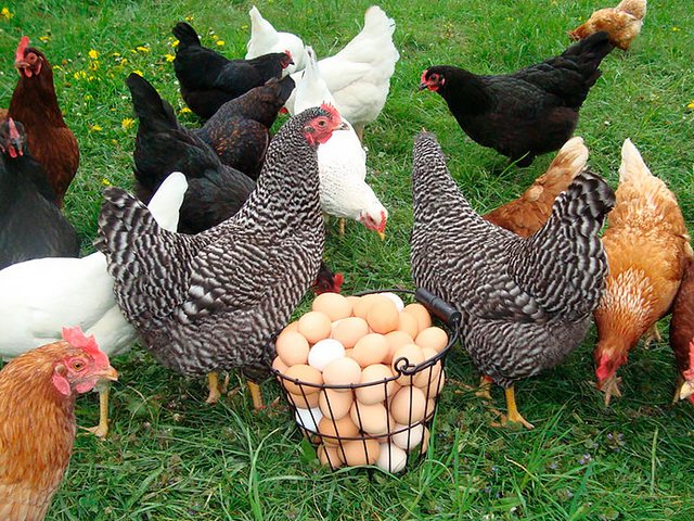 Содержание кур и уход за ними | ЗооТом - продажа, вязка и услуги для животных в Миассе