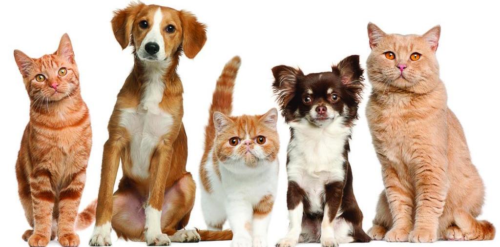 Доска объявлений о животных | ЗооТом - продажа, вязка и услуги для животных в Миассе