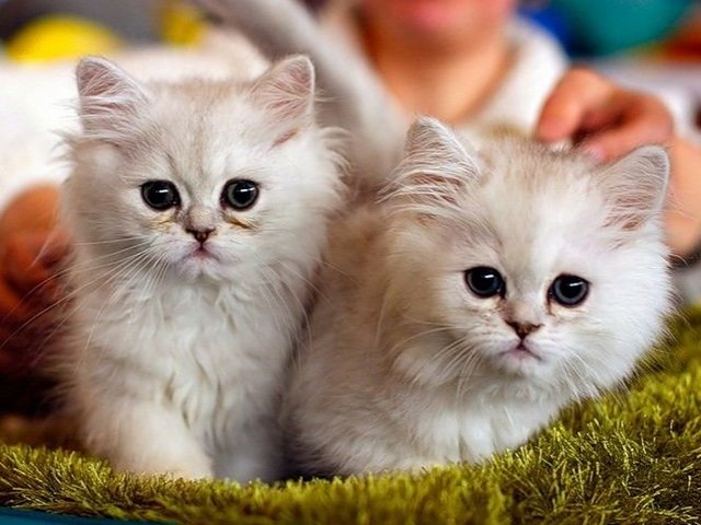 Породы кошек в Миассе | ЗооТом портал о животных