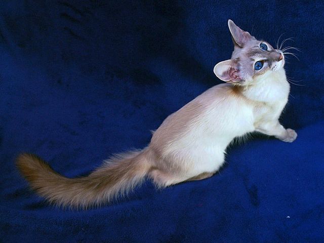 Выведенные породы кошек в Миассе | ЗооТом портал о животных