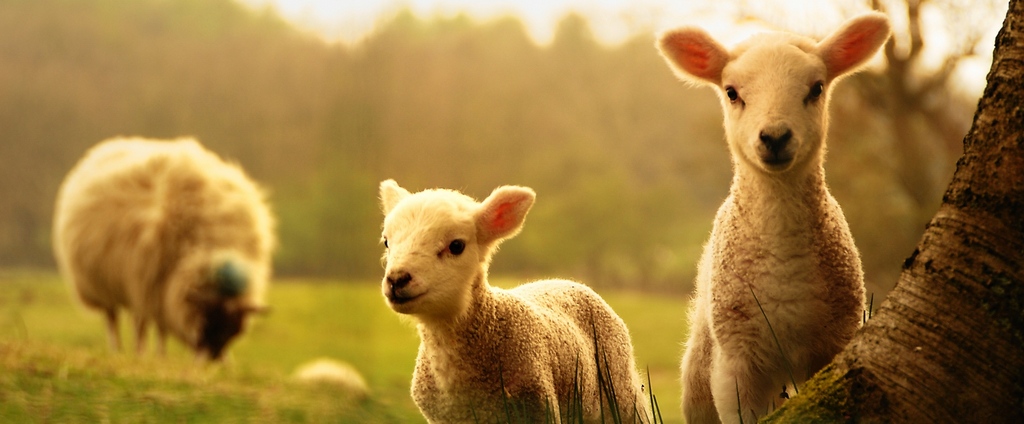 Объявления о сельскохозяйственных животных | ЗооТом - продажа, вязка и услуги для животных в Миассе