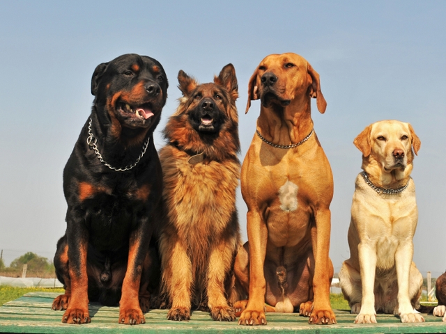 Крупные породы собак в Миассе | ЗооТом портал о животных