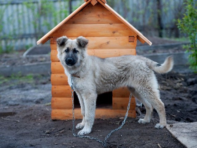 Все о собаках в Миассе